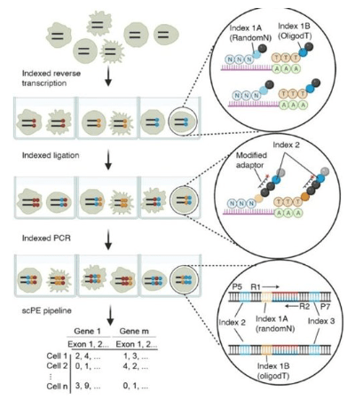 A global view of aging and Alzheimer’s pathogenesis-associated cell population dynamics and molecular signatures in human and mouse brains