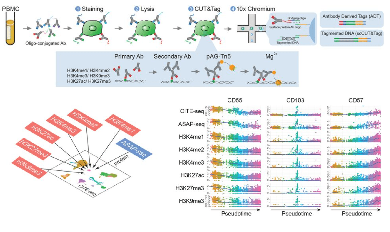 Characterizing cellular heterogeneity in chromatin state with scCUT&Tag-pro