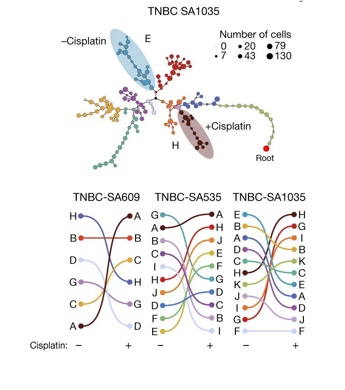 Clonal fitness inferred from time-series modelling of single-cell cancer genomes