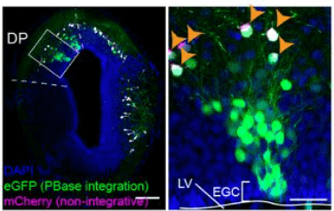 A conserved logic for the development of cortical layering in tetrapods