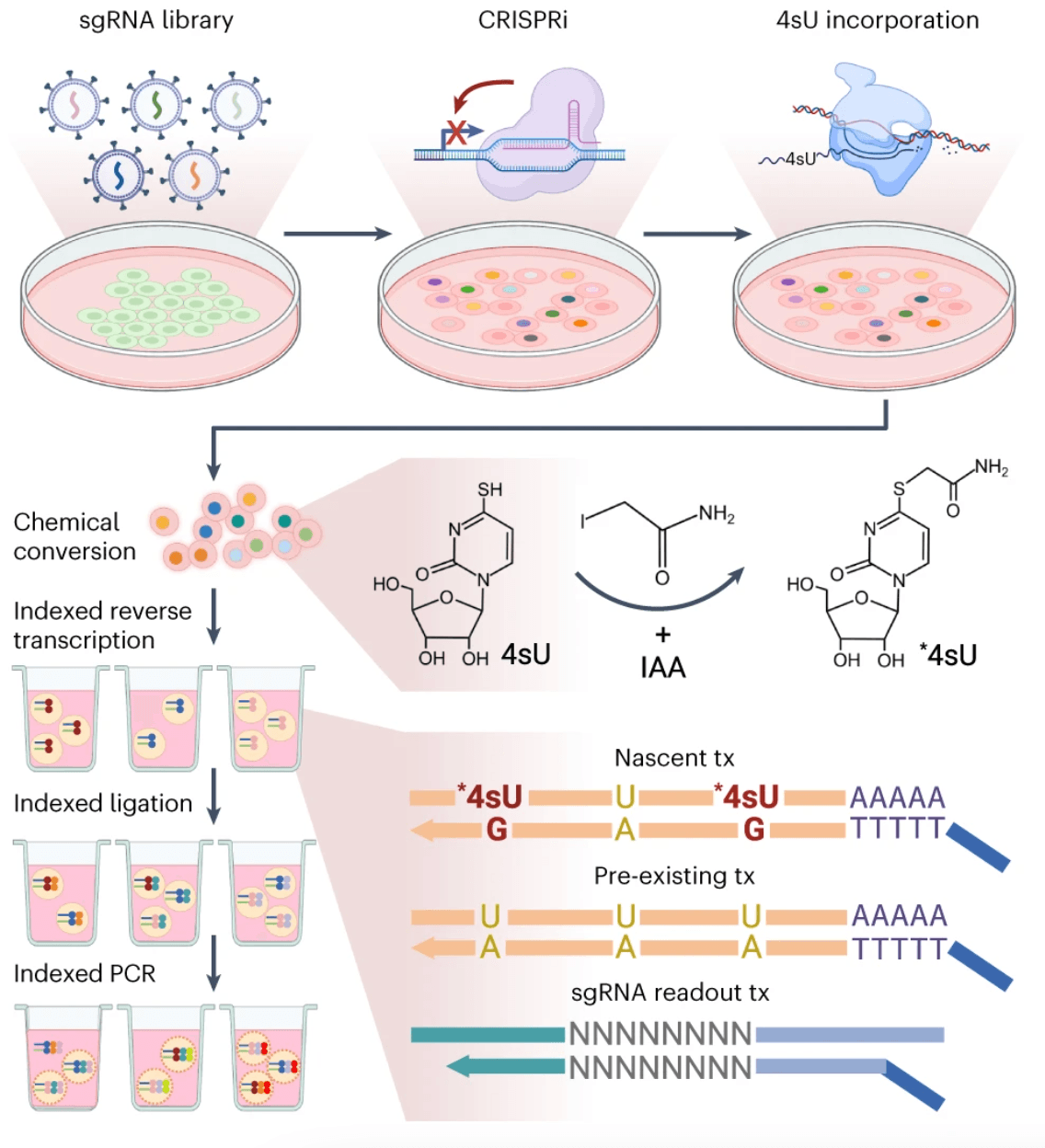 Dissecting key regulators of transcriptome kinetics through scalable single-cell RNA profiling of pooled CRISPR screens