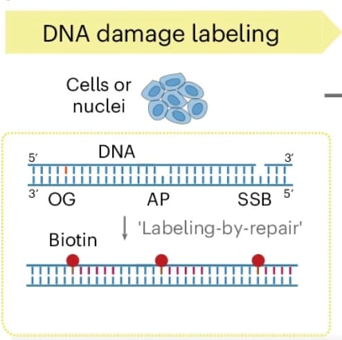 Single-cell parallel analysis of DNA damage and transcriptome reveals selective genome vulnerability