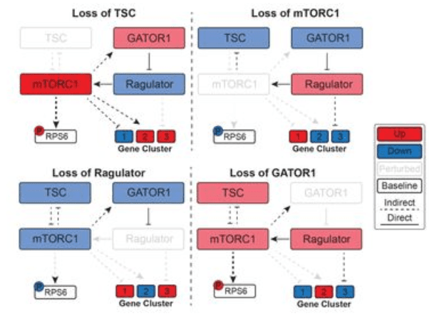 Iterative, multimodal, and scalable single-cell profiling for discovery and characterization of signaling regulators