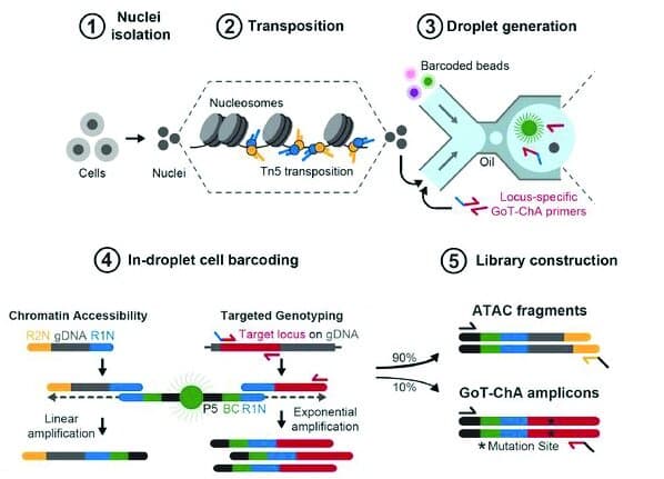 Integrated Single-Cell Genotyping and Chromatin Accessibility Charts JAK2V617F Human Hematopoietic Differentiation