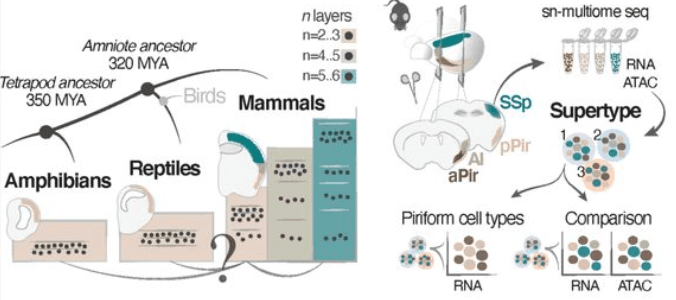 Mammalian olfactory cortex neurons retain molecular signatures of ancestral cell types