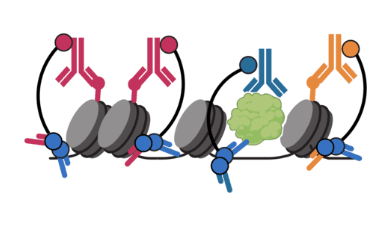 Nanobody-tethered transposition enables multifactorial chromatin profiling at single-cell resolution