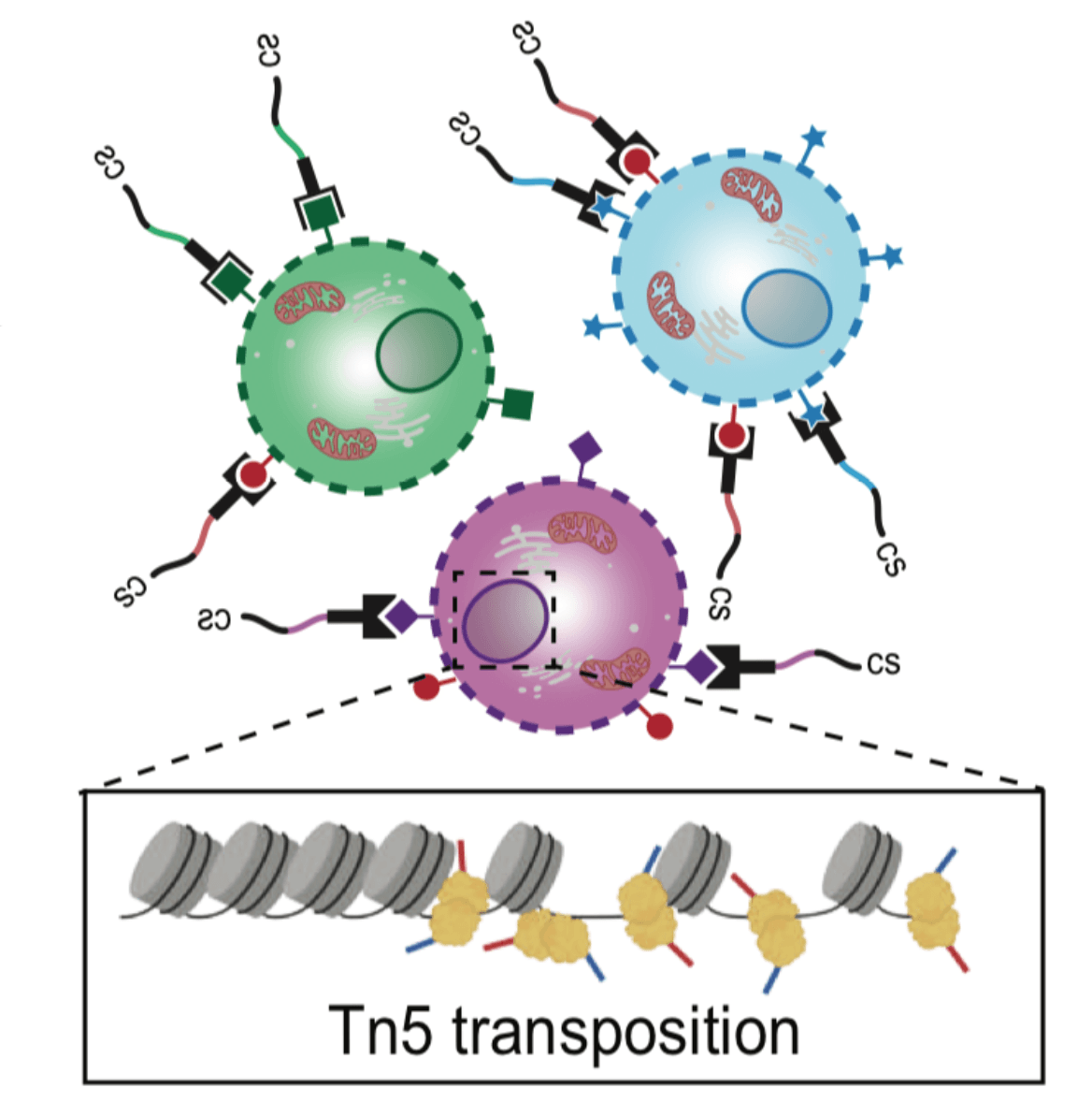 Scalable, multimodal profiling of chromatin accessibility, gene expression and protein levels in single cells