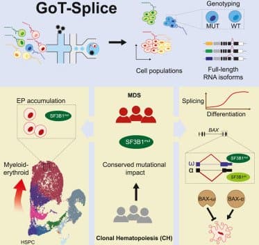 Single-cell multi-omics defines the cell-type-specific impact of splicing aberrations in human hematopoietic clonal outgrowths