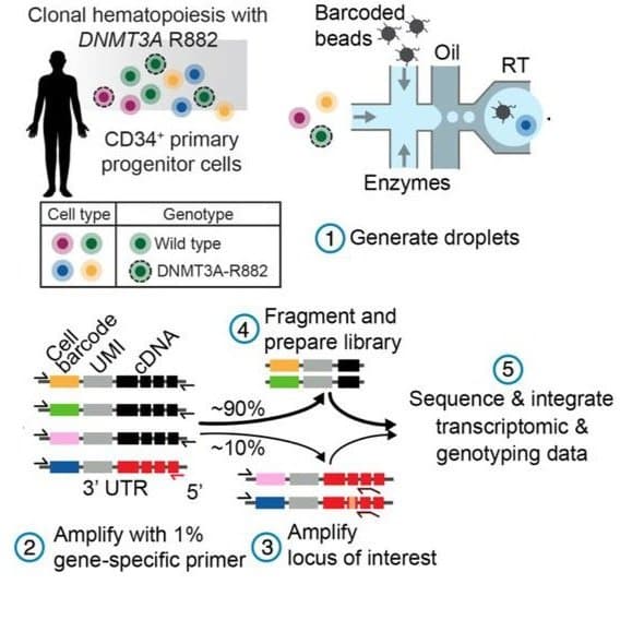 Single-cell multi-omics of human clonal hematopoiesis reveals that DNMT3A R882 mutations perturb early progenitor states through selective hypomethylation