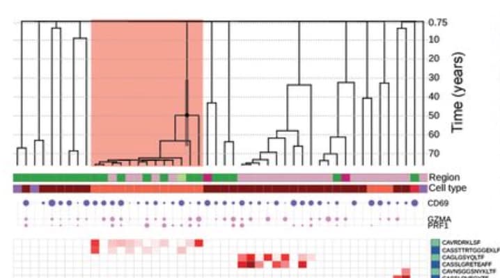 Large-scale single-cell phylogenetic mapping of clonal evolution in the human aging esophagus