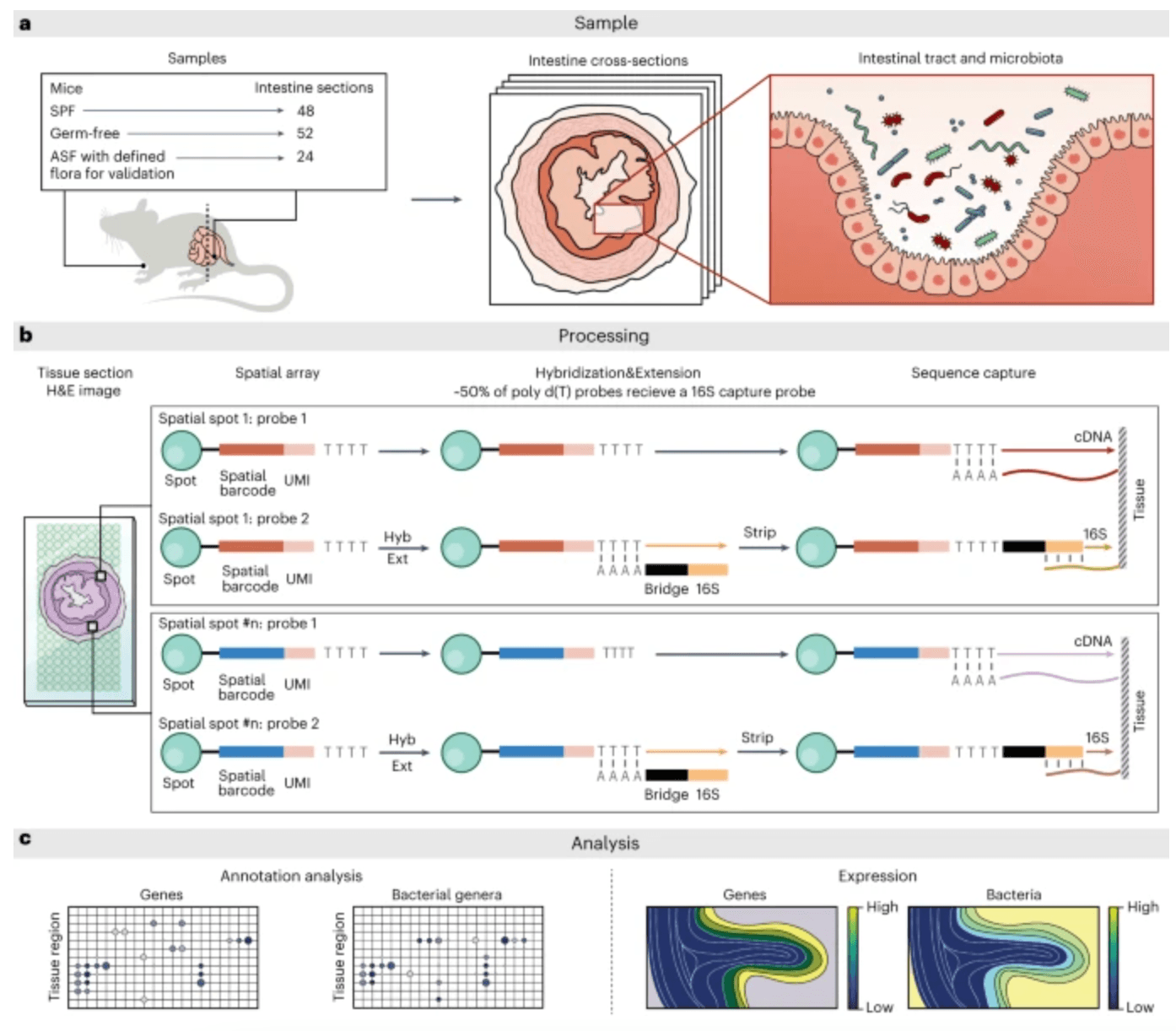 Spatial host-microbiome sequencing reveals niches in the mouse gut